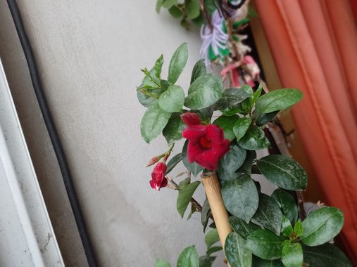 GrachuV. en Hamelin: Flora  (Santa Fe), Mandevilla sanderi, Jazmín brasileño.!!!🌺
