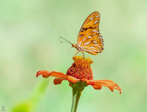 Munuanu en Hamelin: Fauna  (Guaranda), Agraulis vanillae Linnaeus, 1758, #Mariposas 