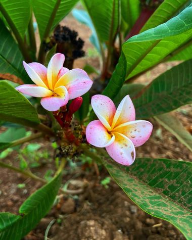 Juanatlantida82 en Hamelin: Flora, Plumeria rubra, Flores 