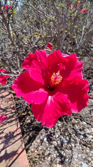 Solerantonio2 en Hamelin: Flora  (Almería), Hibiscus fragilis, Planta