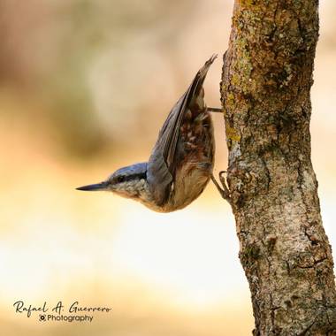 Rafael Alarcón Guerrero  en Hamelin: Fauna  (Madrid), Sitta europaea Linnaeus, 1758, #aves21 #birdsphotography #paseriforme #trepadorazul #birdwatching #bi...