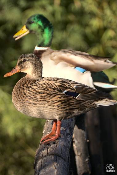 Acorazado3000 en Hamelin: Fauna  (Córdoba), Anas platyrhynchos, Pata y Pato










#fotografiacarloscalvo #patos #Anasplatyrhynchos #Aves21 #aves21 #ham...