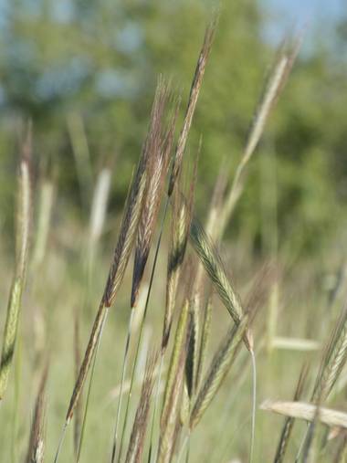 mariale en Hamelin: Flora, Secale cereale, 📸 #marialemdza 
#BellezaNatural #Naturaleza
Provincia de Zamora, primavera 2021.
