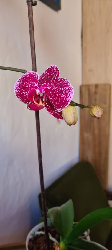 gisca72 en Hamelin: Flora  (Antigua), Phalaenopsis spp., #flora21 