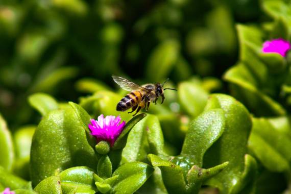 Franciss RNR  en Hamelin: Fauna  (Pimampiro), #abeja 