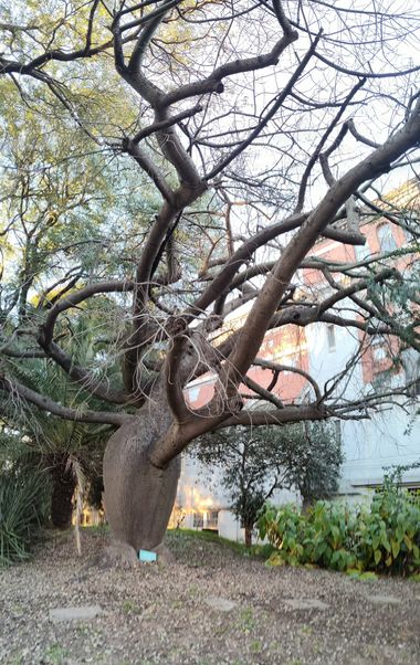Sikusamor en Hamelin: Flora  (Buenos Aires), Un parque en el medio de la Ciudad de Buenos Aires, rodeado de árboles, variedad y cada uno de ellos tienen mu...
