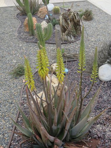 Solerantonio2 en Hamelin: Flora  (Níjar), Aloe vera, Planta