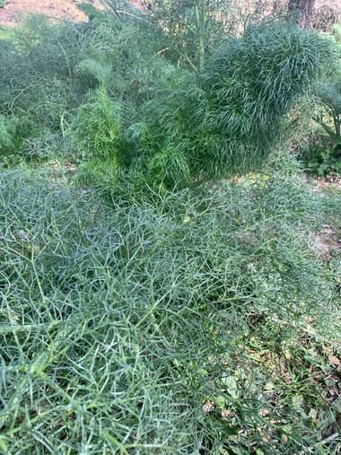 Kikeferrin en Hamelin: Flora  (Madrid), Ferula communis
