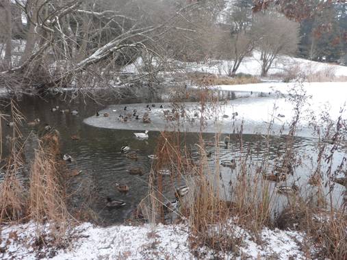 Yob93 en Hamelin: Fauna, #lago #nieve #patos #dortmund #alemania 