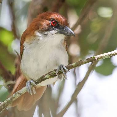 jhonathanmiranda1 en Hamelin: Fauna  (Los Salias), Taraba major (Vieillot, 1816), Con cara de pocos amigos

#aves21 #avesdevenezuela #birdsofvenezuela 