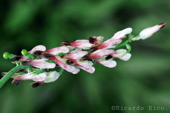 Rricoparrillas en Hamelin: Flora  (Montgat), #flora2021 