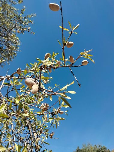 Solerantonio2 en Hamelin: Flora  (Enix), Prunus dulcis