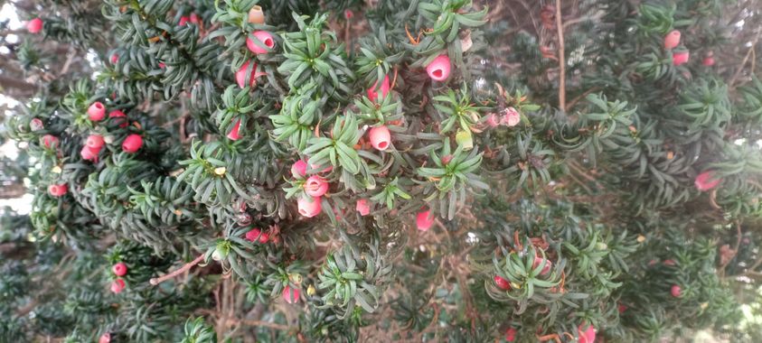 Susandresro en Hamelin: Flora  (Lugo), Taxus baccata, Tejo con fruto