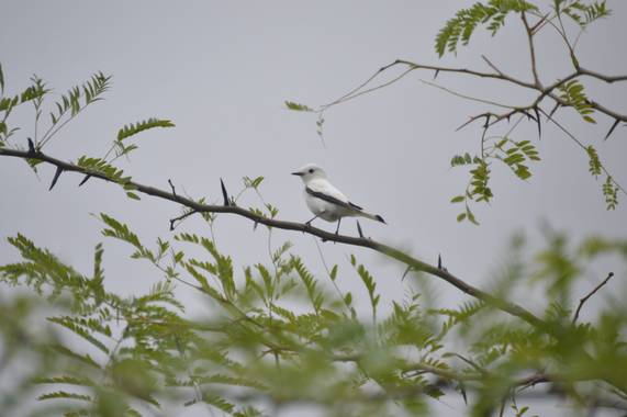 Doro en Hamelin: Fauna  (Maldonado), Xolmis irupero (Vieillot, 1823), Una viudita blanca 