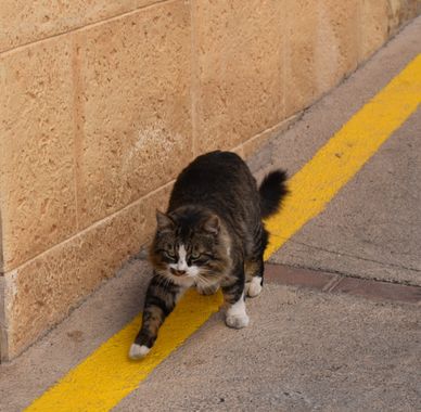 Solerantonio2 en Hamelin: Fauna  (Almería), Gato domestico