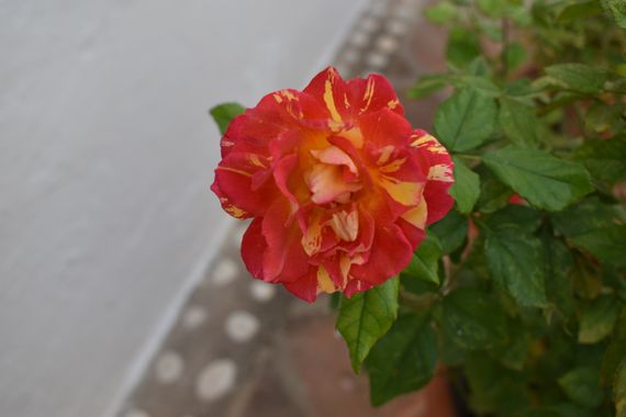 Solerantonio2 en Hamelin: Flora  (Almería), Planta