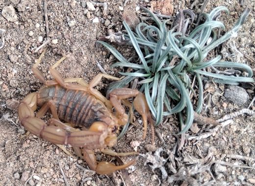 Solerantonio2 en Hamelin: Fauna  (Níjar), Escorpión rojo