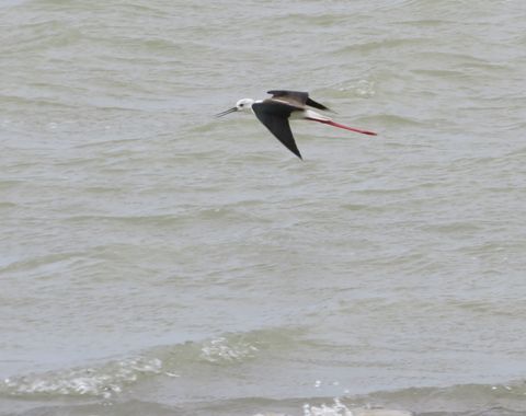 Solerantonio2 en Hamelin: Fauna  (Níjar), Himantopus himantopus (Linnaeus, 1758), Cigüeña comun