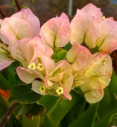 Juanatlantida82 en Hamelin: Flora, Bougainvillea × buttiana, # flores 