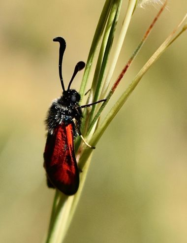 Beethovenzujo_86 en Hamelin: Fauna  (Murcia), Zygaena sarpedon (Hübner, 1790), Gitanillla Real

#nature #naturaleza_spain #zygaena #butterfly #murciaqueher...