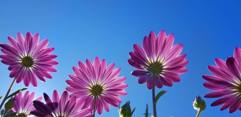 Artikanatur en Hamelin: Flora  (Chiva), Margaritas moradas #Flora21 #artikanatur #flor #Flora21 #flora21 #flor 