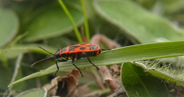 Eritz.cortazar en Hamelin: Fauna  (Orduña), Pyrrhocoris apterus (Linnaeus, 1758), Zapatero o San Pedrito 🐞

#pyrrhocoris #apterus #pyrrhocorisapterus #zap...