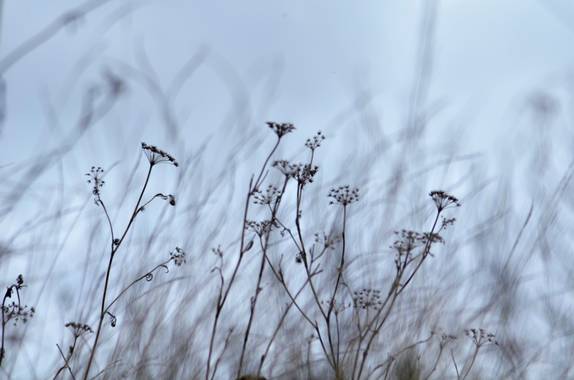 Azulmarino  en Hamelin: Flora  (Planoles), Campos de flores secas #naturephotography #naturaleza #Frommypointofview 