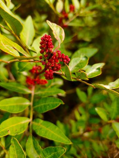Jinliangarcia en Hamelin: Flora  (Castellet i la Gornal), Pistacia lentiscus, #flora21 #rojointenso
Tan bella y pequeña brinda mucho color con su rojo inte...