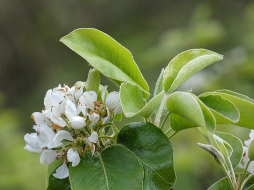 mariale en Hamelin: Flora  (Cabrillanes), Pyrus communis, 📸 #marialemdza #CumpleHamelin
#primavera2022 #spring2022 #flores #flowers #flower #flor #Provinc...