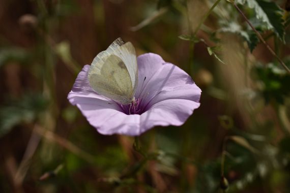 Juanatlantida82 en Hamelin: Flora  (Puerto de la Cruz), #mariposas 