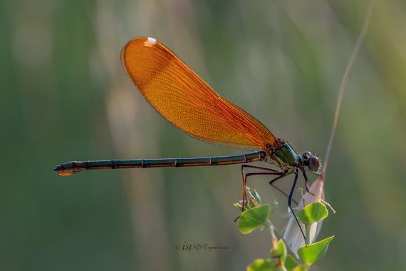 isidorogomez53 en Hamelin: Fauna  (Castellbisbal), Un Calopteryx en el rio Llobregat, Yo soy un asiduo de la zona y veo que hace ya un par de años se ven e...