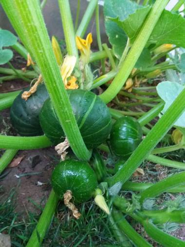 olgabijoux.ot en Hamelin: Flora  (Luján de Cuyo), Cucurbita pepo