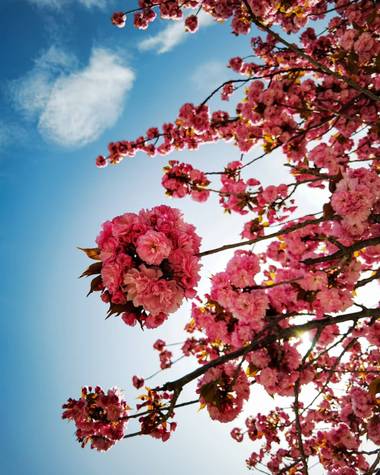 elizarivas en Hamelin: Flora  (Pamplona), Prunus serrulata, #primavera 