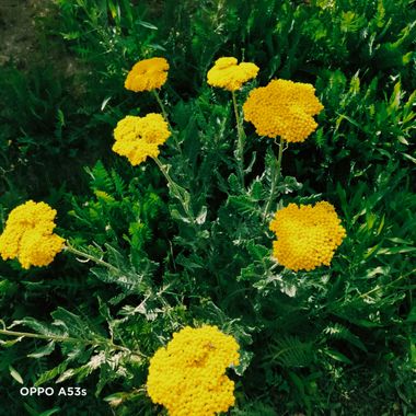 Solerantonio2 en Hamelin: Flora  (Almería), Achillea filipendulina, Planta