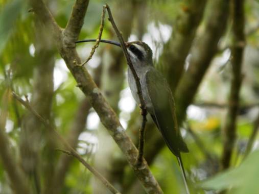 Josem84 en Hamelin: Fauna  (Bolivariano de Guaicaipuro), Phaethornis augusti (Bourcier, 1847), #aves21 