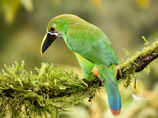 cesar.angel en Hamelin: Fauna  (Manizales), Aulacorhynchus albivitta, Tucancito Esmeralda
Emerald Toucane
Aulacorhynchus albivitta

 #photooftheday #nikond...
