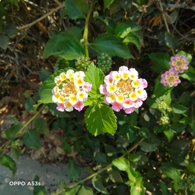 Solerantonio2 en Hamelin: Flora  (Almería), Lantana camara, Planta