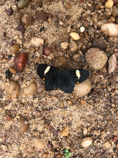 ElPippo  en Hamelin: Fauna  (Distrito Sexto), #mariposas #butterfly 