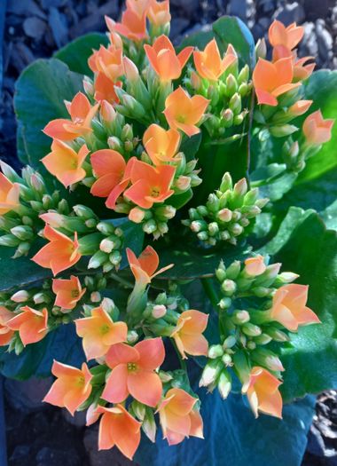 Apasnau75 en Hamelin: Flora  (Vélez-Málaga), Kalanchoe blossfeldiana, Una de suculentas...