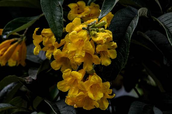 Franciss RNR  en Hamelin: Flora  (Pimampiro), #flora 