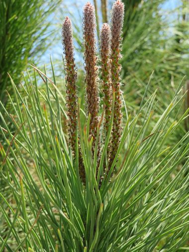 Solerantonio2 en Hamelin: Flora  (Almeria), Pinus pinaster, Planta