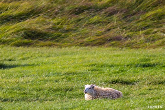 Ignoto en Hamelin: Fauna  (Skútustaðahreppur)