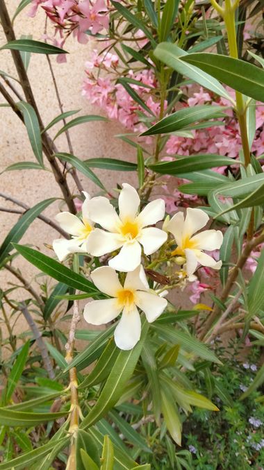 Solerantonio2 en Hamelin: Flora  (Camino de San Cristóbal), Nerium oleander, Planta