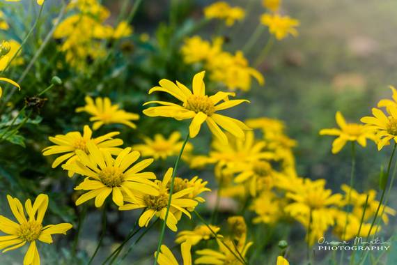 Osk_PH en Hamelin: Flora, #flor #petalos #jardin