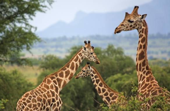 Ignicapillus en Hamelin: Fauna  (Kawalakol), Giraffa camelopardalis (Linnaeus, 1758), Coreografía de jirafas

En la fotografía de fauna salvaje, con modera...