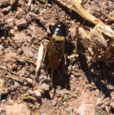 Solerantonio2 en Hamelin: Fauna  (Níjar), Grillo de campo