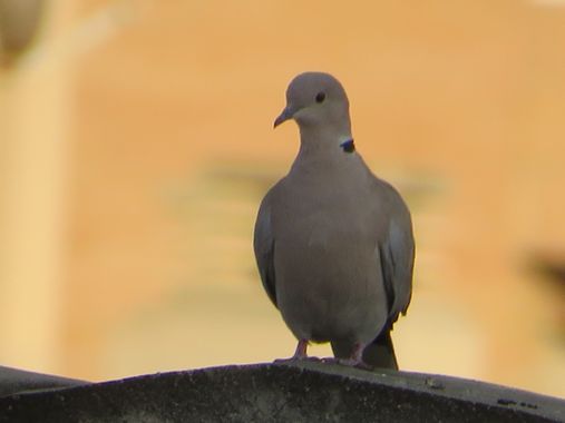 Solerantonio2 en Hamelin: Fauna  (Almería), Streptopelia decaocto (Frivaldszky, 1838), Tórtola turca
