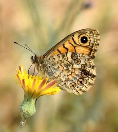 Beethovenzujo_86 en Hamelin: Fauna  (Murcia), Lasiommata megera (Linnaeus, 1767), La Saltacercas

#nature #naturaleza2022 #naturalezamurcia #murcia #spain ...
