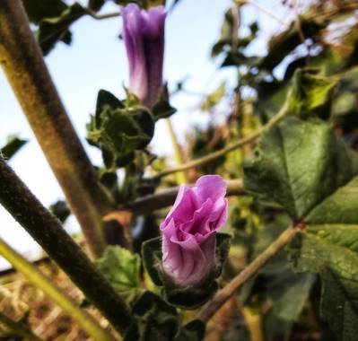 Naomi en Hamelin: Flora  (Barcelona), #flores 