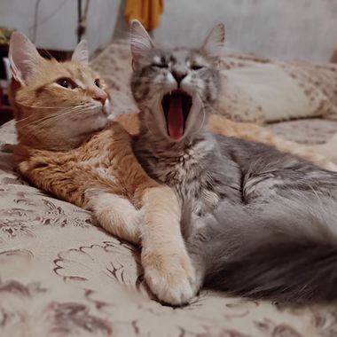 GrachuV. en Hamelin: Fauna, Gatitos 😀😀😻😻